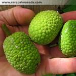 آرتوکارپوس